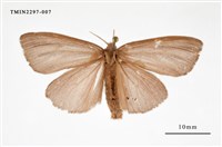 藏品(橙褐毒蛾)的圖片